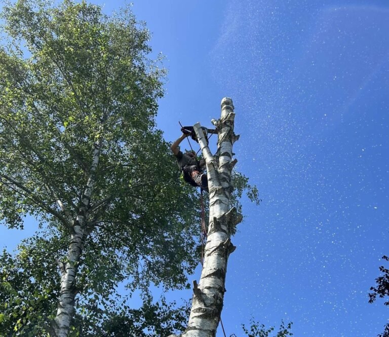 Nl élagage à Jodoigne